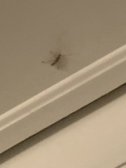 Eburia quadrigeminata