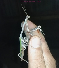 Pseudovates brasiliensis