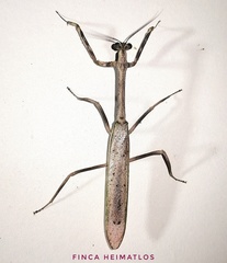 Pseudovates brasiliensis