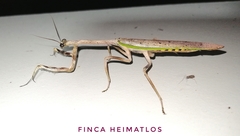 Pseudovates brasiliensis