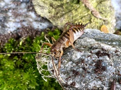 Hemideina crassidens
