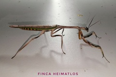 Pseudovates brasiliensis