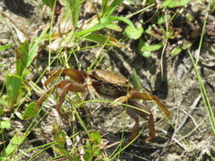 Minuca longisignalis