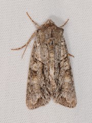 Achatia distincta