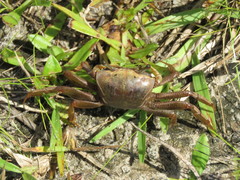 Minuca longisignalis