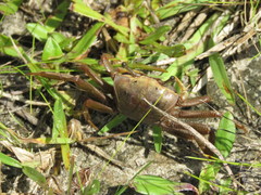 Minuca longisignalis