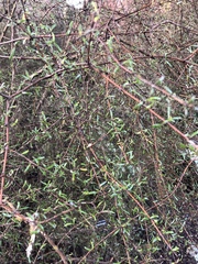 Pittosporum lineare