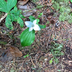 Cornus unalaschkensis