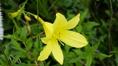 Hemerocallis minor