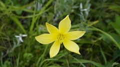 Hemerocallis minor