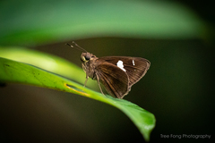 Notocrypta curvifascia