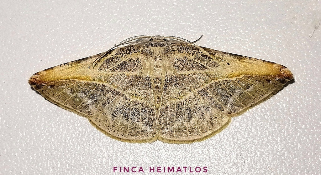 Eusarca minucia