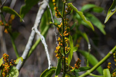 Phoradendron nervosum