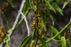 Phoradendron nervosum
