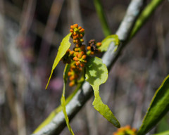 Phoradendron nervosum