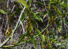 Phoradendron nervosum