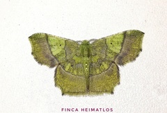 Neagathia corruptata