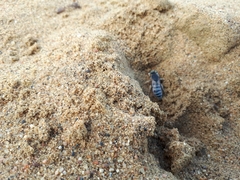 Bembix pallidipicta