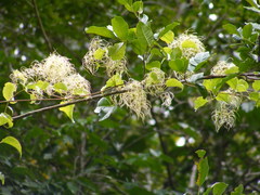 Clematis dioica