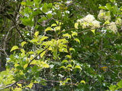 Clematis dioica