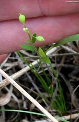 Tomostima platycarpa