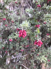 Grevillea lanigera