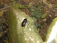 Phileurus