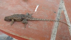 Sceloporus horridus