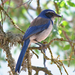 Scrub-Jays and Allies - Photo (c) Jamie Chavez, some rights reserved (CC BY-NC)