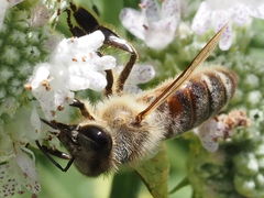 Apis mellifera