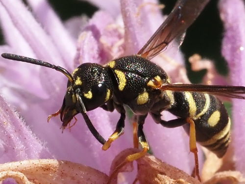 Parancistrocerus leionotus photo 2