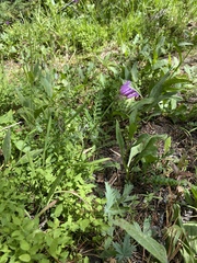 Allium brevistylum