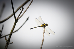 Paragomphus capricornis
