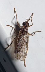 Boreothrinax maculipennis