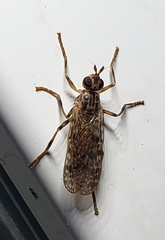 Boreothrinax maculipennis