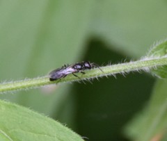 Passaloecus