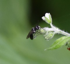Passaloecus