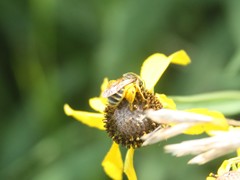 Andrena rudbeckiae