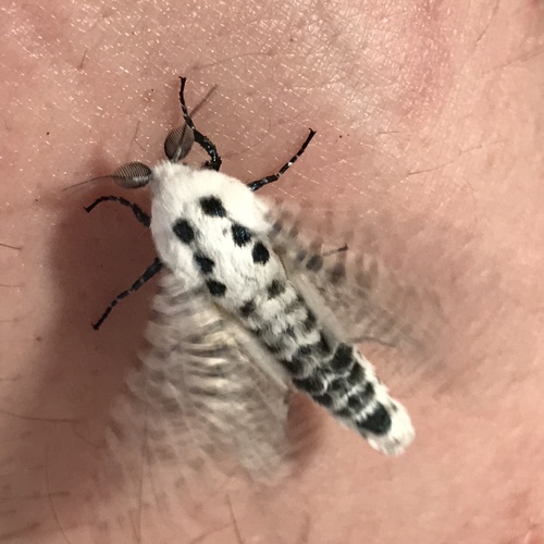 Wood Leopard Moth photo 3