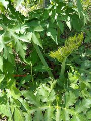 Prionosciadium thapsoides