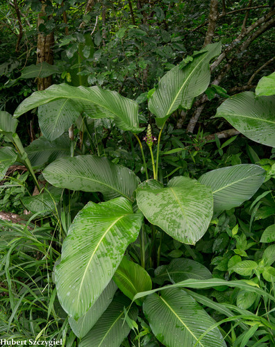 Goeppertia latifolia