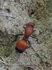 Dasymutilla nigripes