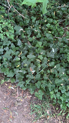 Hedera helix