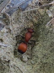 Dasymutilla nigripes