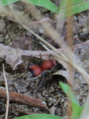 Dasymutilla nigripes