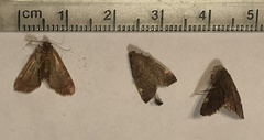 Hypsopygia olinalis