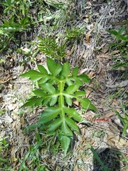 Prionosciadium thapsoides