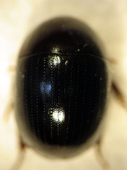 Hydrostygnus frontalis