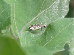 Ellipsoptera wapleri