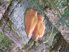Ternstroemia calycina